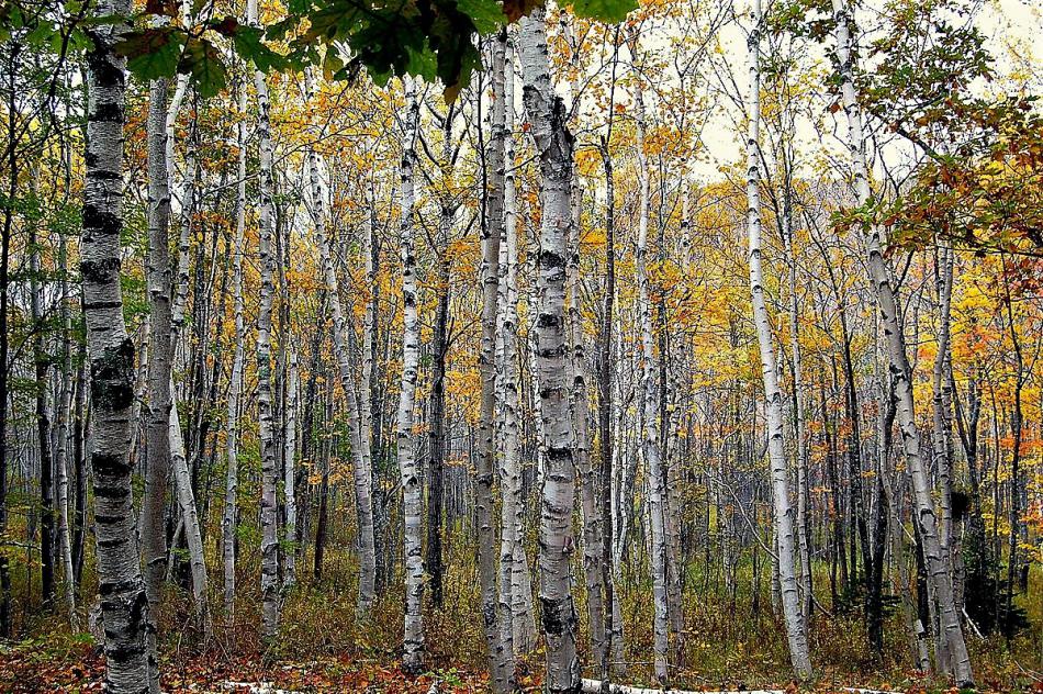 Photos courtesy Wikimedia. A stand of paper birch trees.