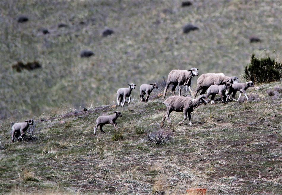 Photos by Brett Fisher. Ewes and their lambs are herded over a rise behind C Hill.