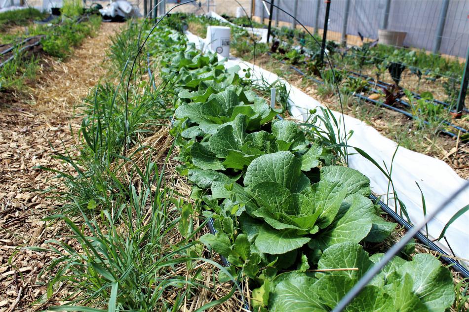 Cabbage grown at Foothill Garden.