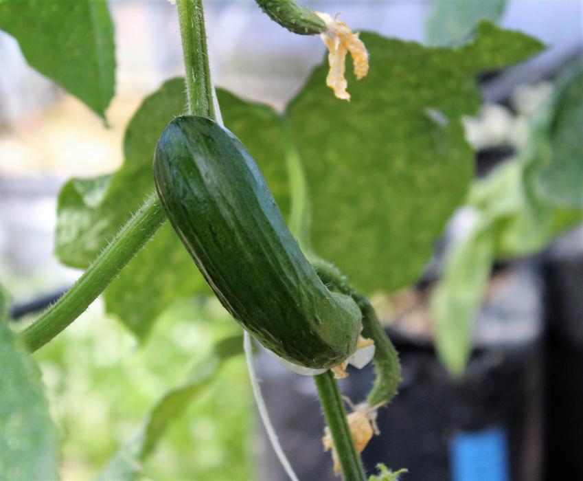 A cucumber ripens on the vine inside the greenhouse.