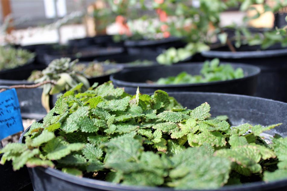 Herbs grown at the greenhouse.