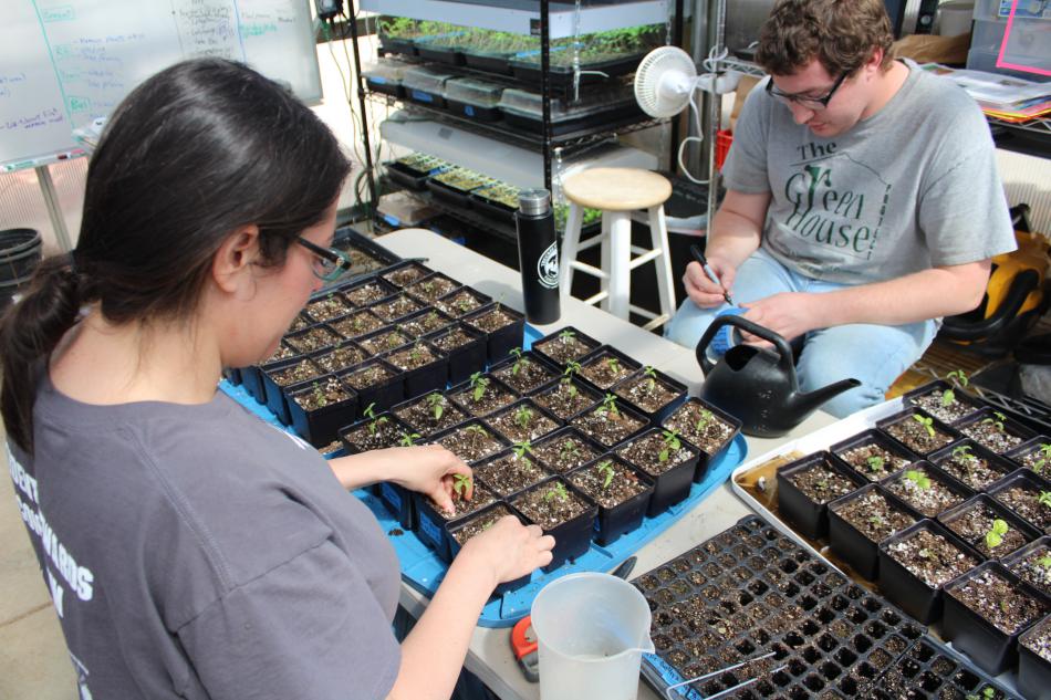 AmeriCorps volunteers work inside the greenhouse.