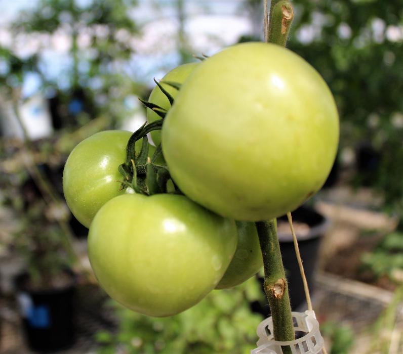 Photos by Brett Fisher. Tomatoes ripened on the vine inside the greenhouse.