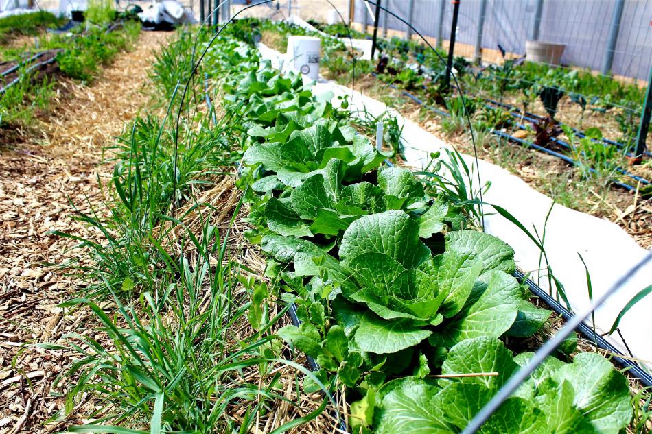A row of cabbage growing inside the Foothill Garden hoop house.