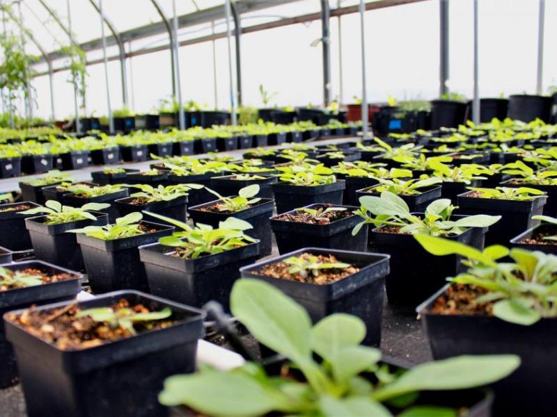 Photos by Brett Fisher. Petunia starts inside the greenhouse.