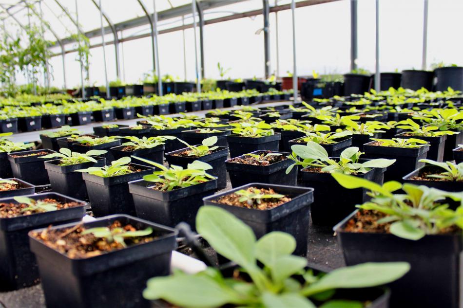 Photos by Brett Fisher. Petunia starts inside the greenhouse.
