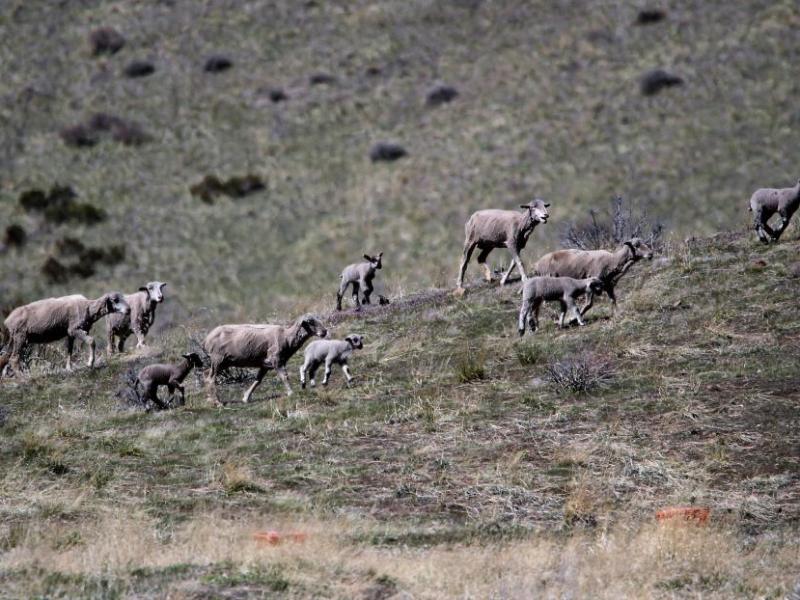 Photo by Brett Fisher. Sheep are herded on the back side of C Hill.