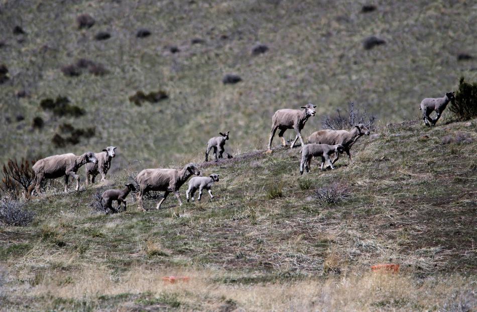 Photo by Brett Fisher. Sheep are herded on the back side of C Hill.