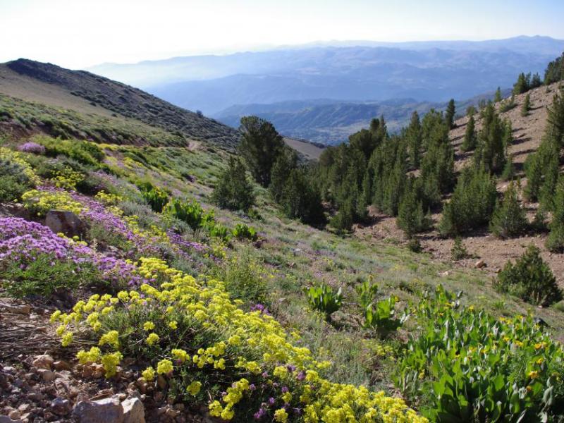 Wildflowers will peak in May. Photos courtesy of Nevada Department of Conservation and Natural Resources