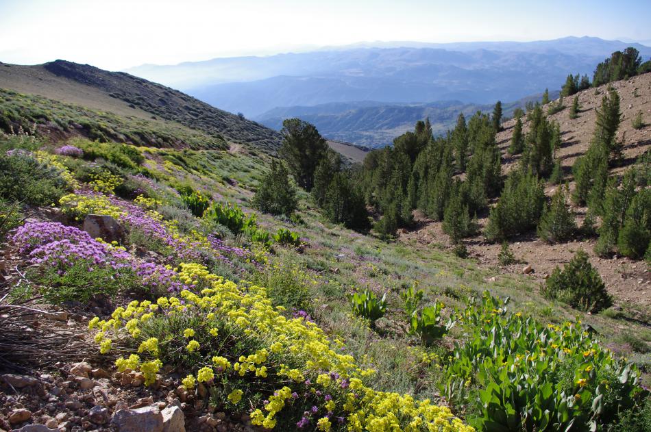 Wildflowers will peak in May. Photos courtesy of Nevada Department of Conservation and Natural Resources