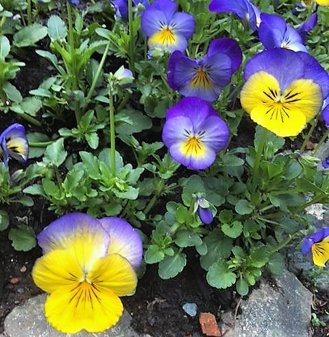 Pansies.