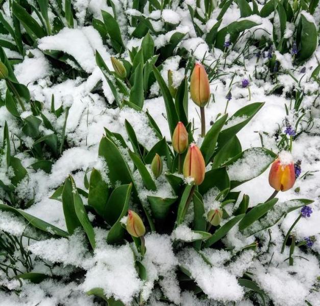Morning snow on my tulips.