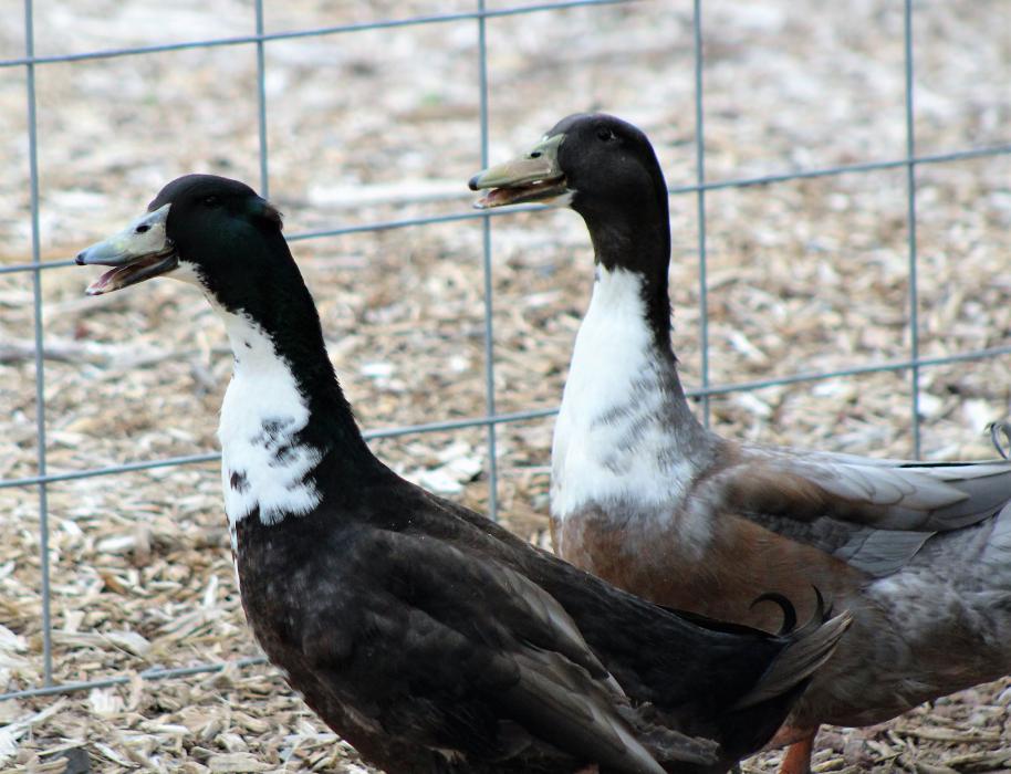 Resident ducks Blue and Ebony.