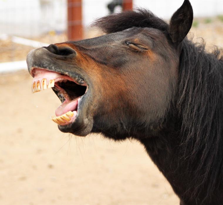 Lady Anna shows off her teeth in an unlady-like yawn.