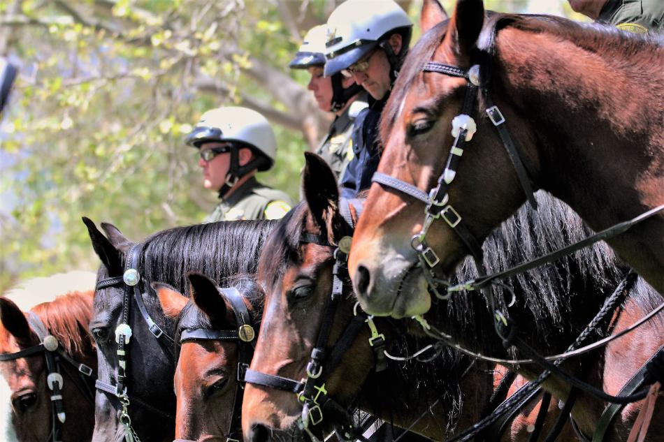 Mounted equine patrol officers at attention Thursday during the memorial ceremony.