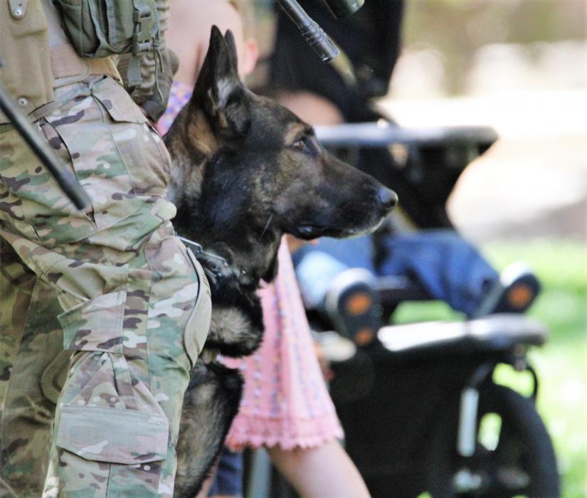 A K9 officer sits at attention during Thursday's annual ceremony.