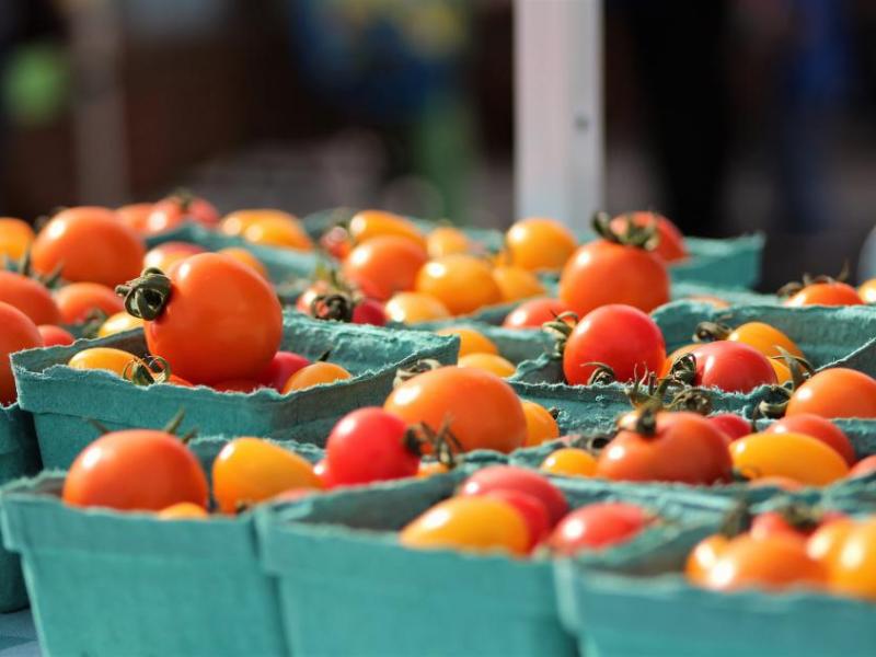 Photos by Brett Fisher. Early season cherry tomatoes.