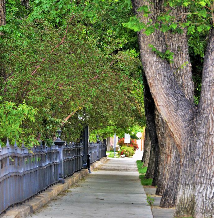 Photo by Brett Fisher. Massive trees line the south side of the Nevada Capitol with summer shade.