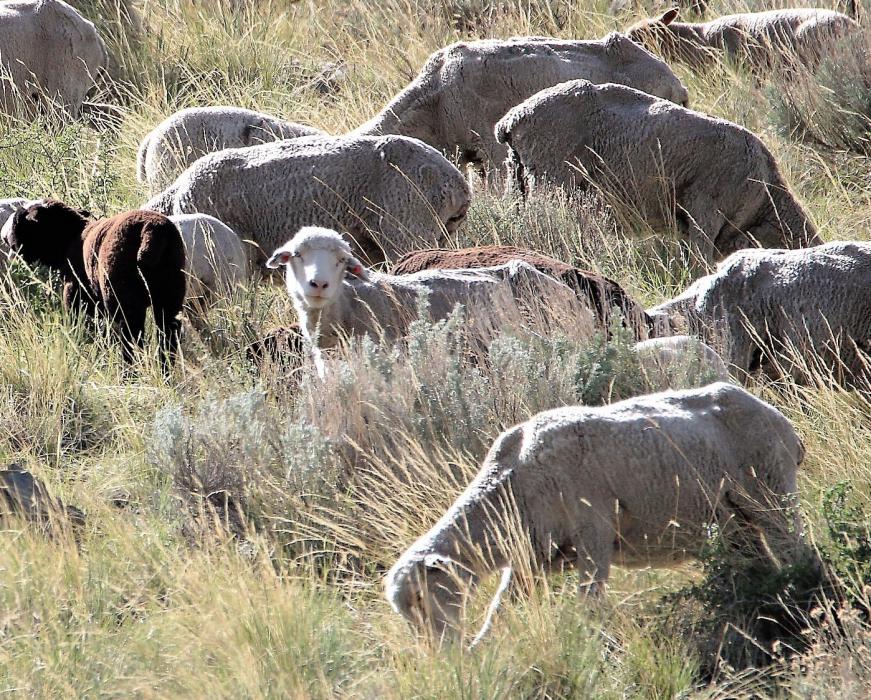 Photos by Brett Fisher. A sheep herd graze along the northwest face of C Hill above Kings Canyon Rd.