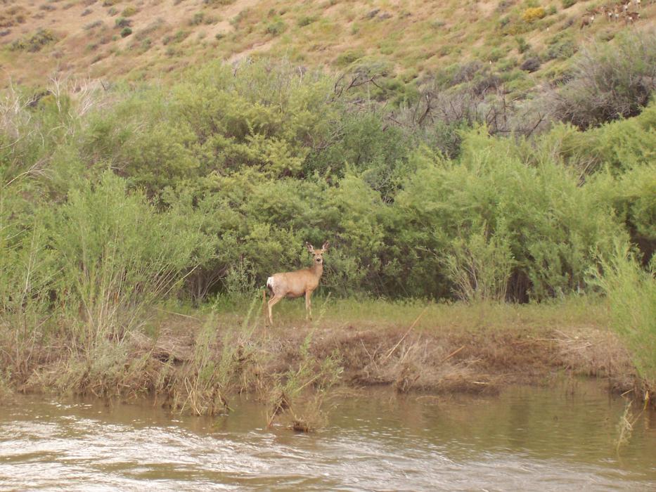 A deer spotted in Smith Valley. Nevada Division of Forestry photo