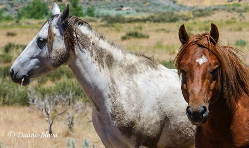 The Nevada Department of Agriculture has withdrawn its RFP plans. Duane Blood Photography