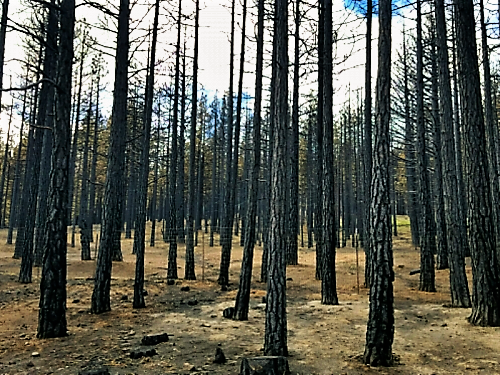 Photo by Brett Fisher. A stand of burned pine trees from the Little Valley Fire off Franktown Road in Washoe Valley.