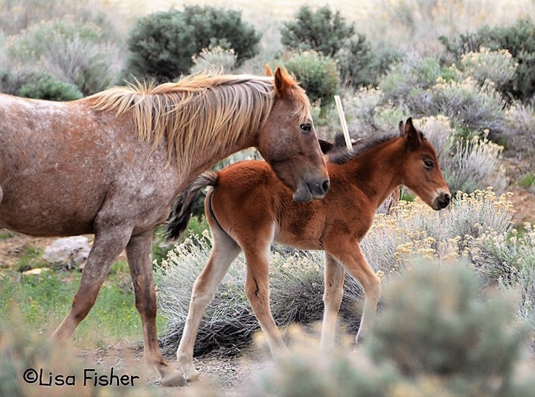 Photo by Lisa Fisher