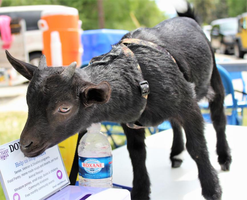 Tipper, a five-week old baby goat with The Littlest Things.