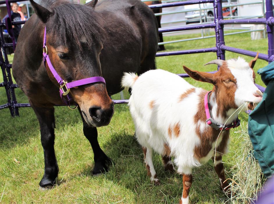 Lady Anna, the miniature pony, and Gypsy Rose, a fainting goat, part of The Littlest Things exhibit Saturday.