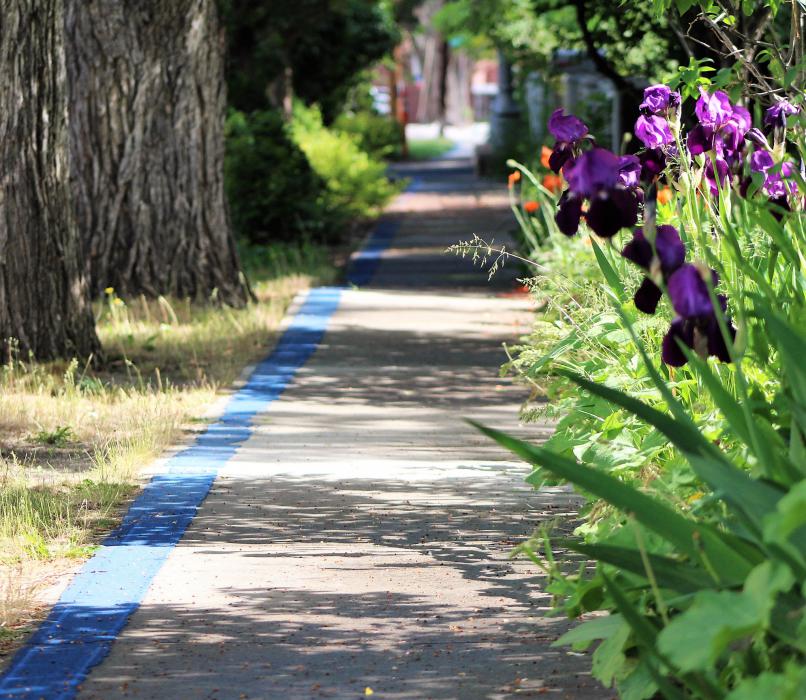 Photos by Brett Fisher. Irises grow along the Blue Line Trail on Mountain St.