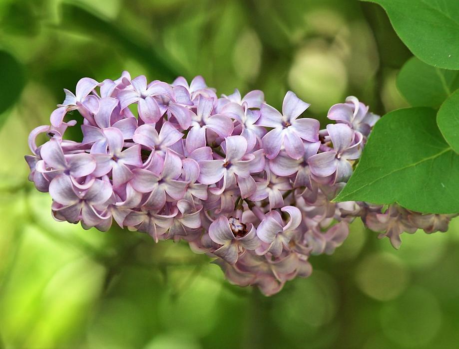 Common Lilac, courtesy Wikipedia.