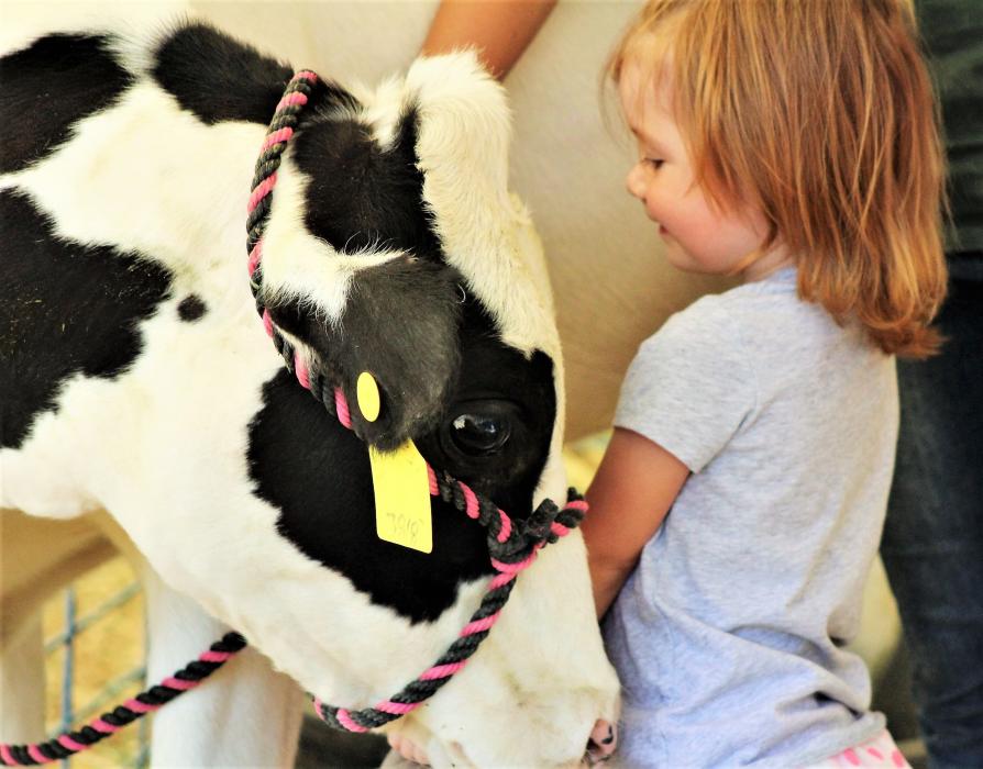 Photo by Brett Fisher. A Holstein cow inspects a little girl at the 2017 Carson City Fair.