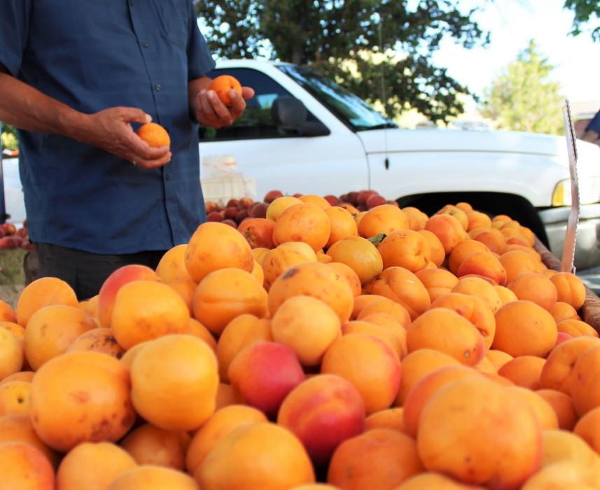 Photos by Brett Fisher. A customer compares apricots at the Third and Curry Farmer's Market Saturday.
