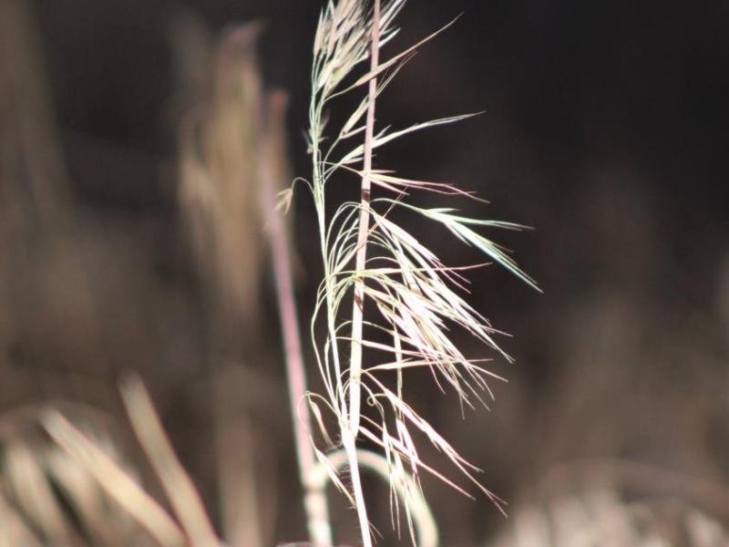 Photos by Brett Fisher. Cheatgrass after being sprayed with herbicide.