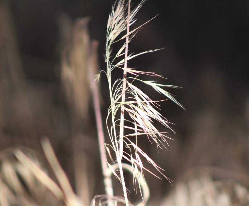 Photos by Brett Fisher. Cheatgrass after being sprayed with herbicide.