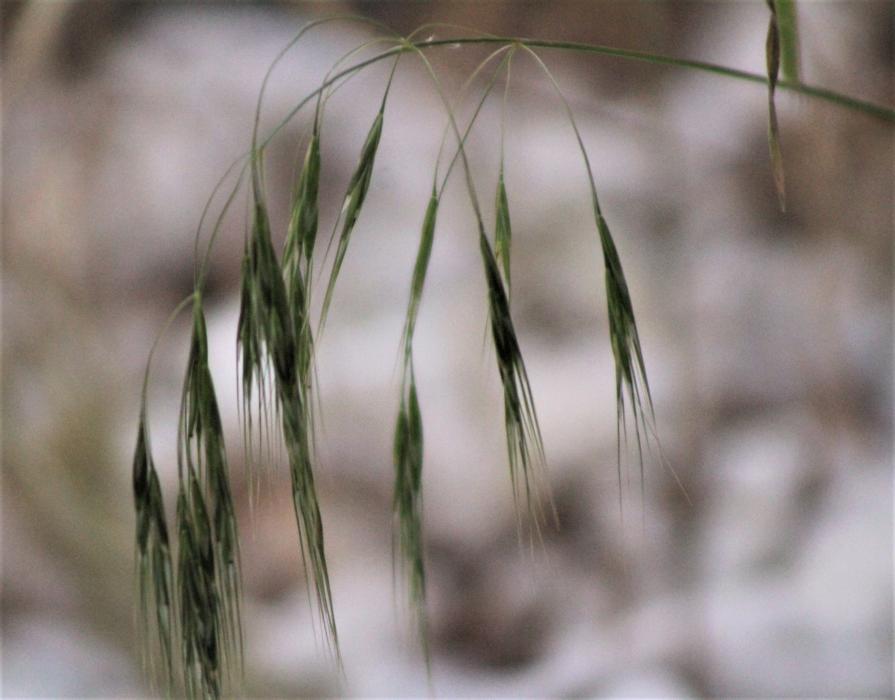 Cheatgrass overgrown in a Carson City backyard.