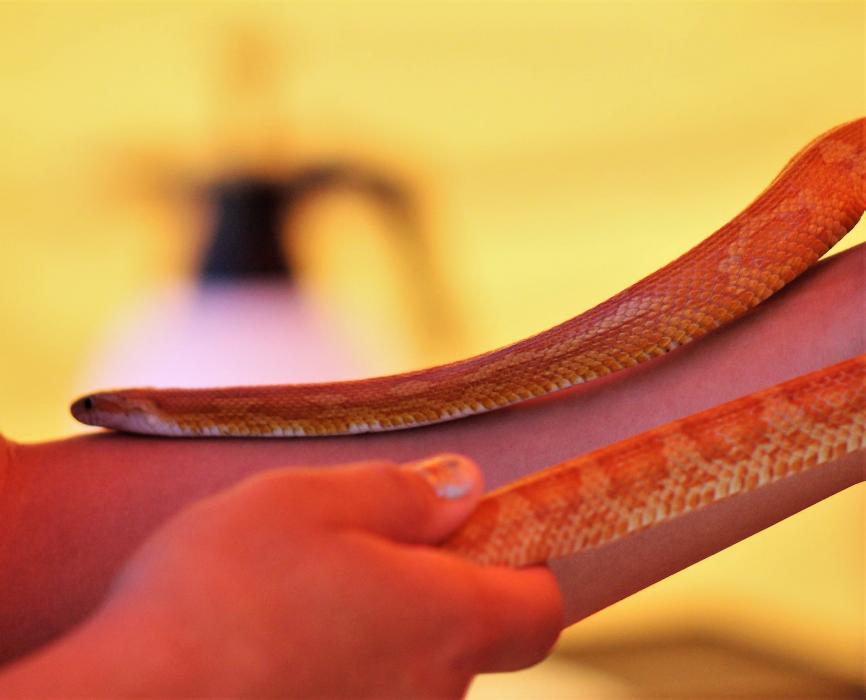 A girl handles a snake Saturday at the Nevada Outdoor Experience.