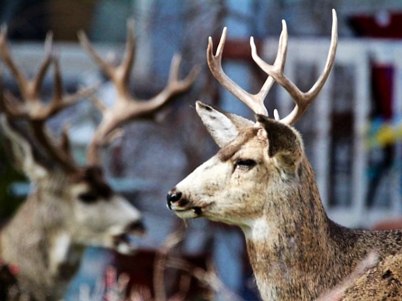 Photo by Brett Fisher. An older stag (background left) watches over a younger buck at the Bliss Mansion in Carson City.