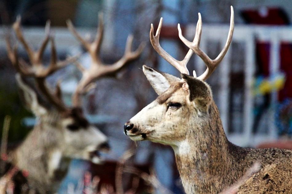 Photo by Brett Fisher. An older stag (background left) watches over a younger buck at the Bliss Mansion in Carson City.