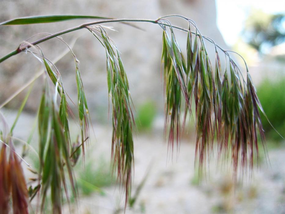 Cheatgrass, photo courtesy Wiki Media.