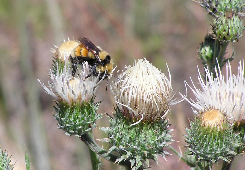 Native bees are the most critical pollinators in every corner of Nevada.