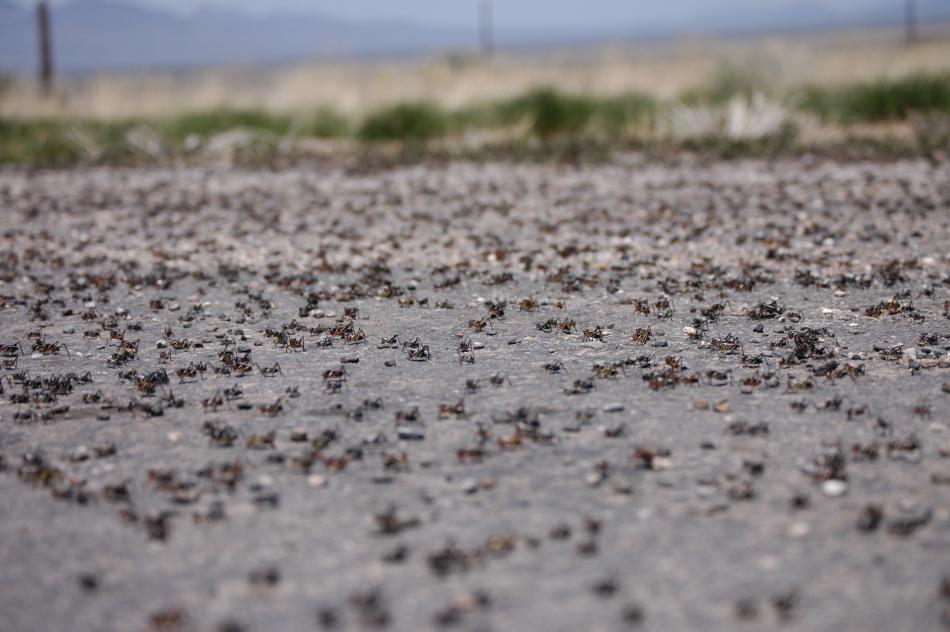 This file photo shows small crickets in Austin, Nev.
