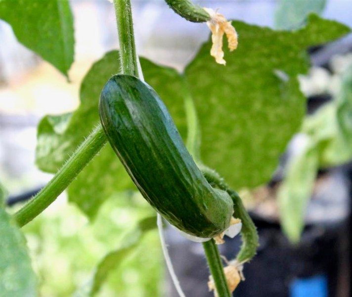Photo by Brett Fisher. A cucumber grows inside the greenhouse behind Carson High School.