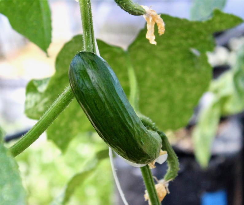 Photo by Brett Fisher. A cucumber grows inside the greenhouse behind Carson High School.