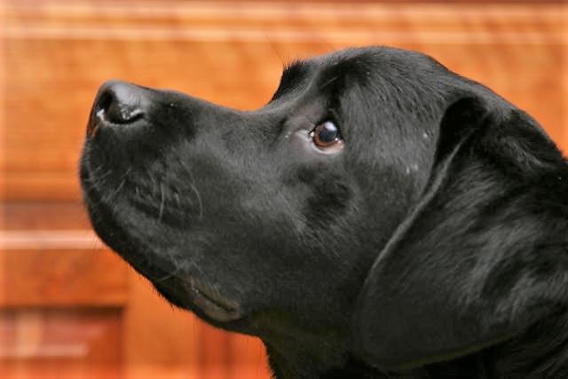 Black Labrador Retriever, courtesy Wiki Media.