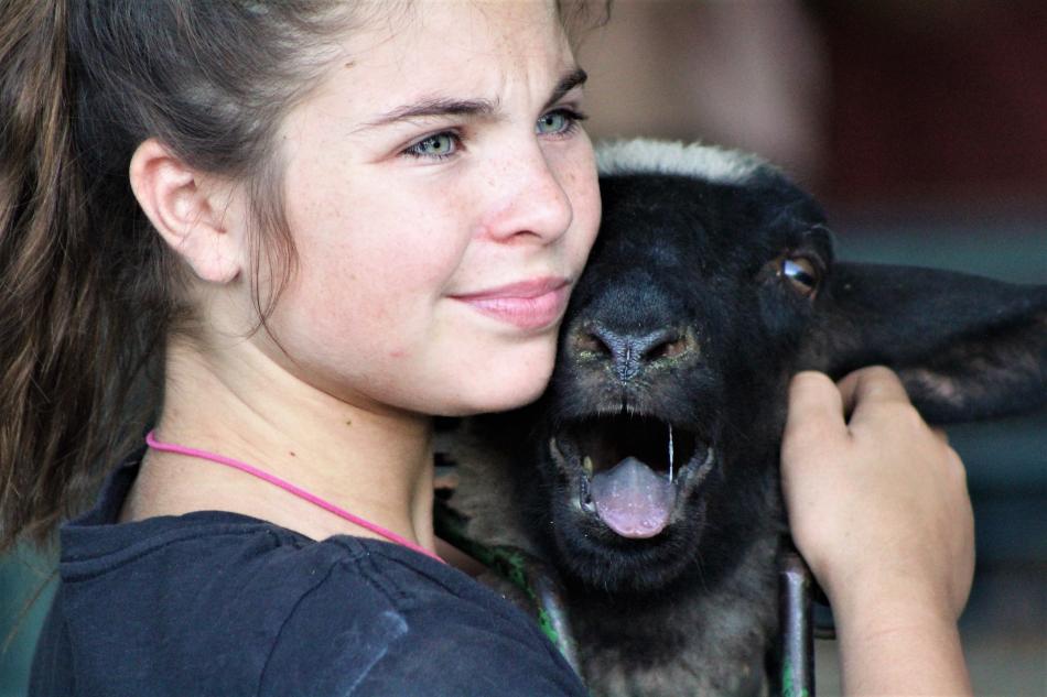Photo by Brett Fisher. A 4-H club member comforts her Suffolks sheep at the 2017 Carson City Fair.