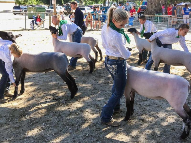Cooperative Extension 4-H youth present their sheep at last year’s Carson City fair. Photo by Lindsay Chichester