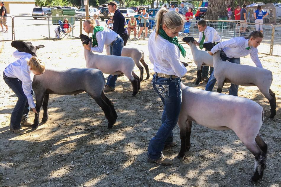 Cooperative Extension 4-H youth present their sheep at last year’s Carson City fair. Photo by Lindsay Chichester