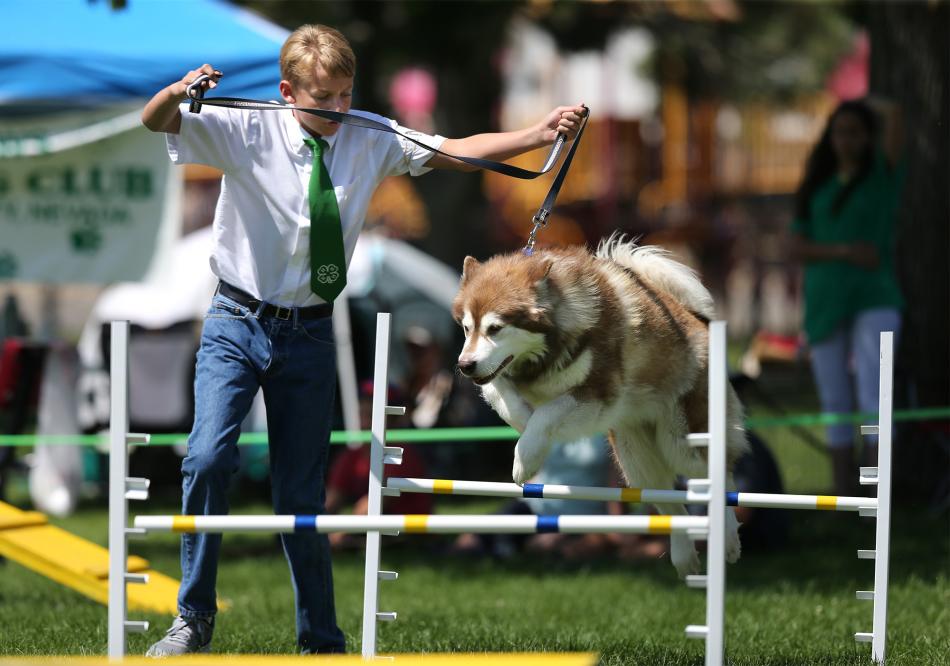 4-H member Tristin LaFever and Tundra run the agility course at the 2017 Carson City Fair. Cathleen Allison, Nevada Momentum