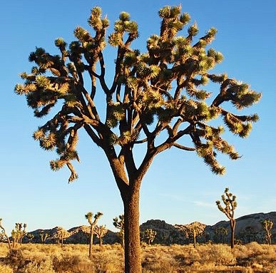 Yucca brevifolia, or Joshua Tree, courtesy Wiki Commons.